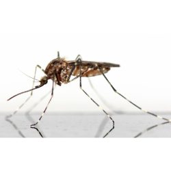 mosquito jpg